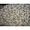 Pure White Garlic Crop 2019